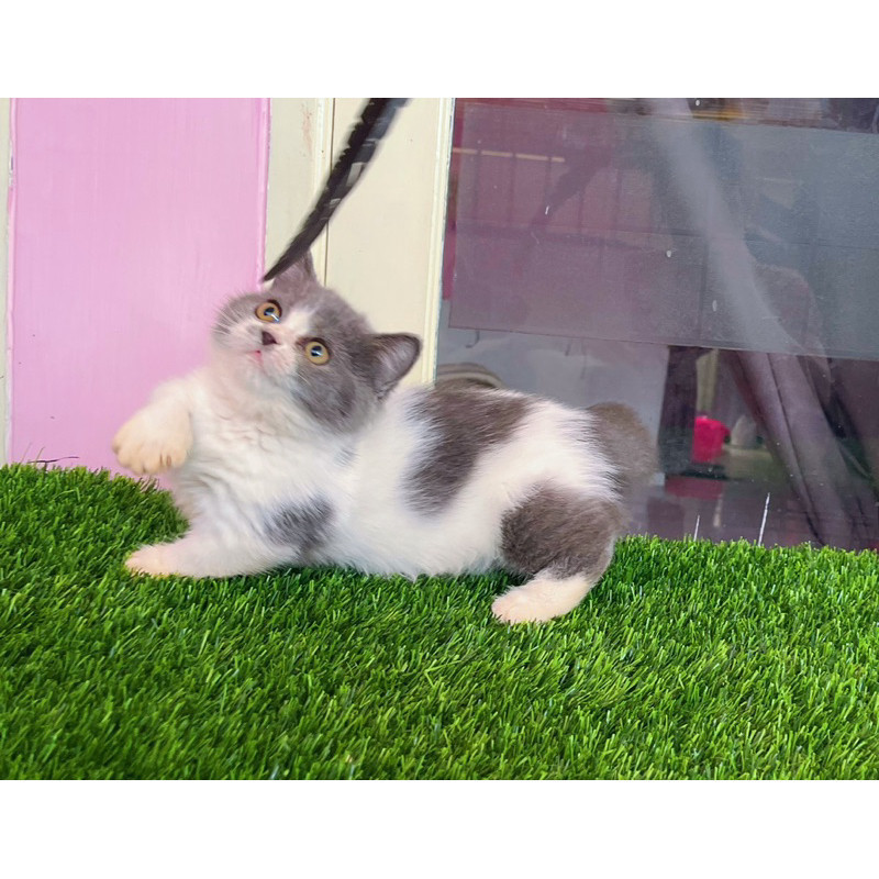 kucing kitten munchkin British shorthair