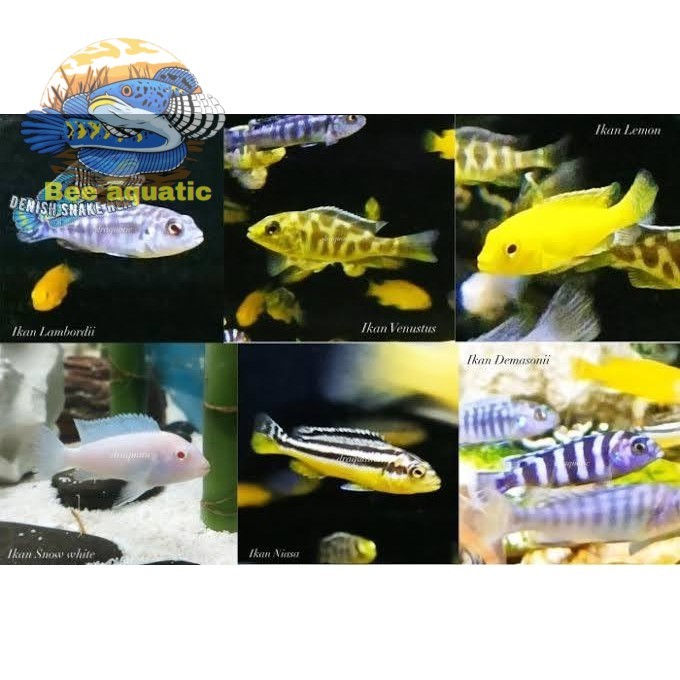 Kebutuhan aquarium HIASAN AQUARIUM CICHLID BLUE POLLAR tankmate bergaransi