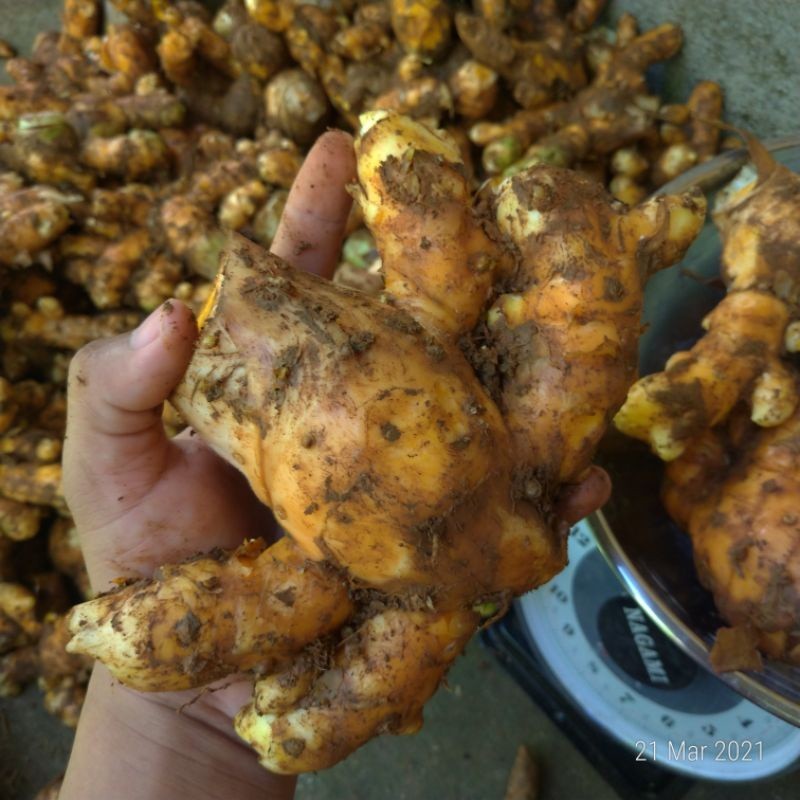 

TEMU LAWAK SUPER SEGAR ORGANIK LAHAN PEGUNUNGAN