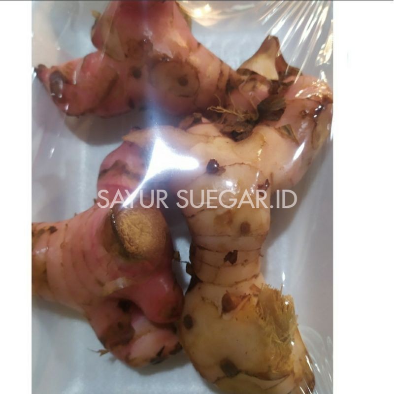 

lengkuas 250 gram
