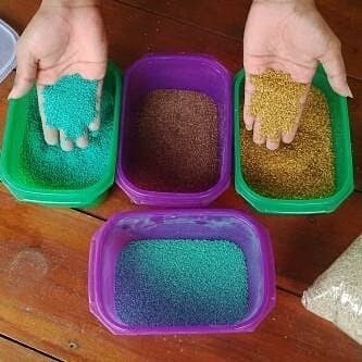 Benih bibit rumput gajah mini