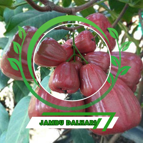 Bibit Jambu Air Dalhari Tanaman Buah siap tanam