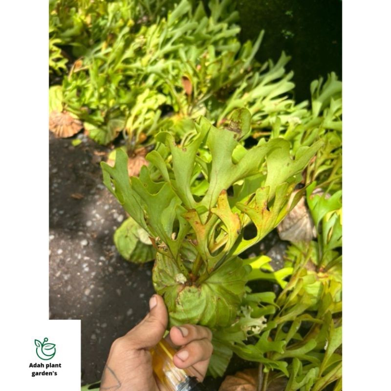 -> (BISA COD) PLATYCERIUM RIDLEYI SIZE S