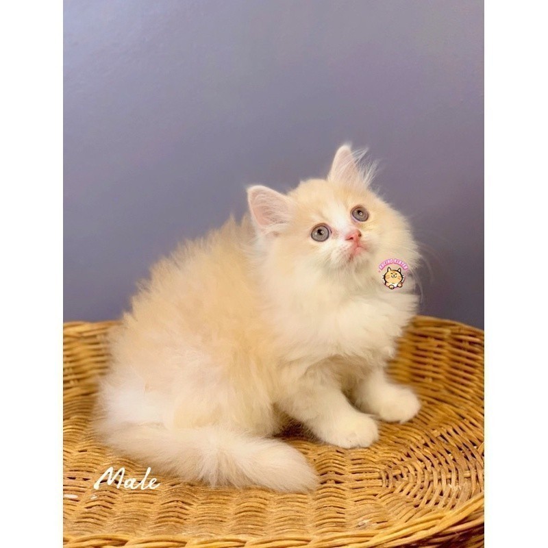 KUCING JANTAN PERSIA LUCU