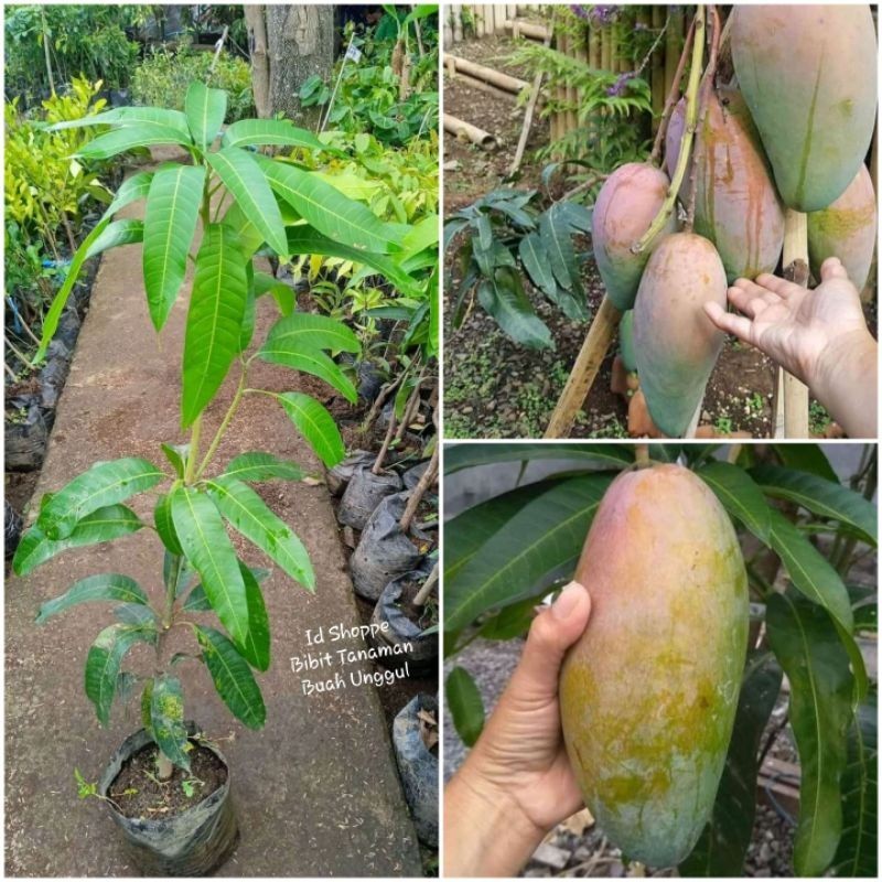 Bibit Mangga Kiojay super jumbo