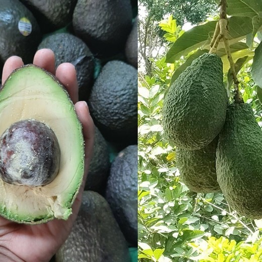 Paket 2 Bibit Alpukat Haas & Reed Tears Import - Gratis 1 bibit super