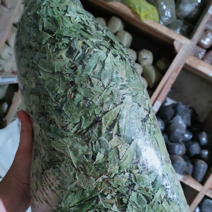 

Daun Mimba Kering Hijau 1kg (Obat Alami / Herbal)