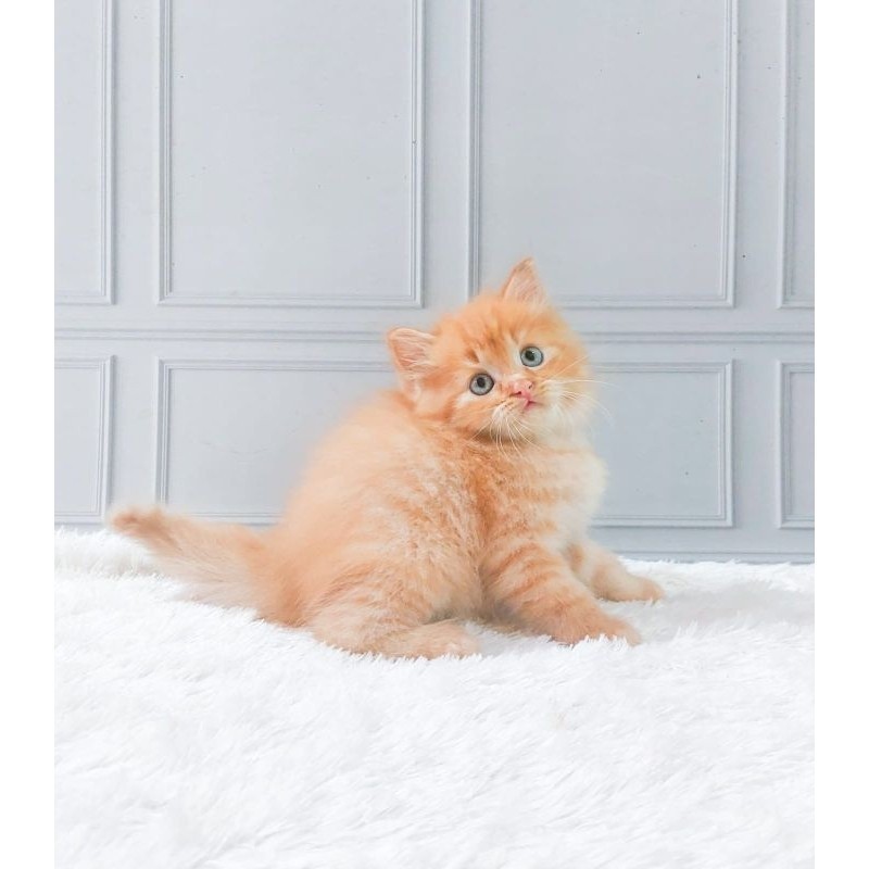 kucing persia Kitten/munchkin/peaknose