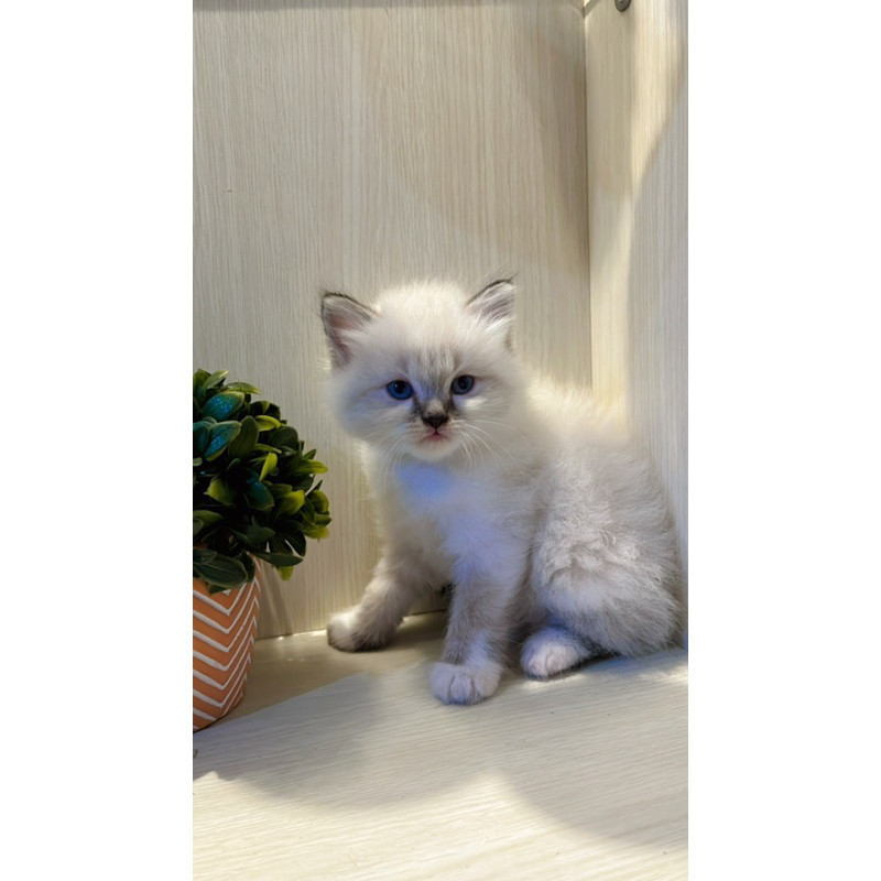 Kucing Ragdoll himalaya