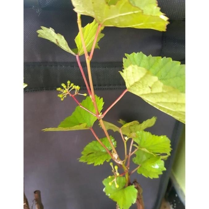 Bibit Tanaman Buah Bibit Buah Anggur Hij Sudah Berbunga Siap Berbuah ATZ