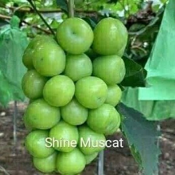 BIBIT ANGGUR IMPOR SHINE MUSCAT(bibit hasil ownroot/stek batang)