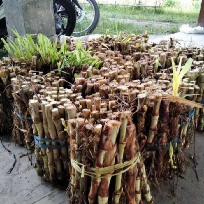 Bibit Tanaman Rumput Odot Super MurahTerbaik Bibit Rumput Odot kambing