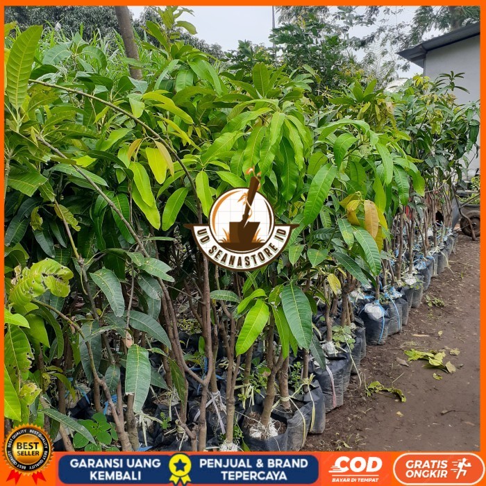 BIBIT TANAMAN BUAH MANGGA TINGGI 1,5 METER JENIS MAHATIR, KIOJAY DLL Bibit Tanaman Super Unggul UD S