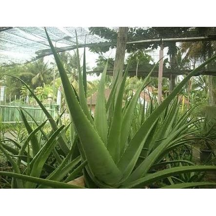 COD Bibit Tanaman Pohon Lidah Buaya JUMBO Kualitas Unggul Terlaris