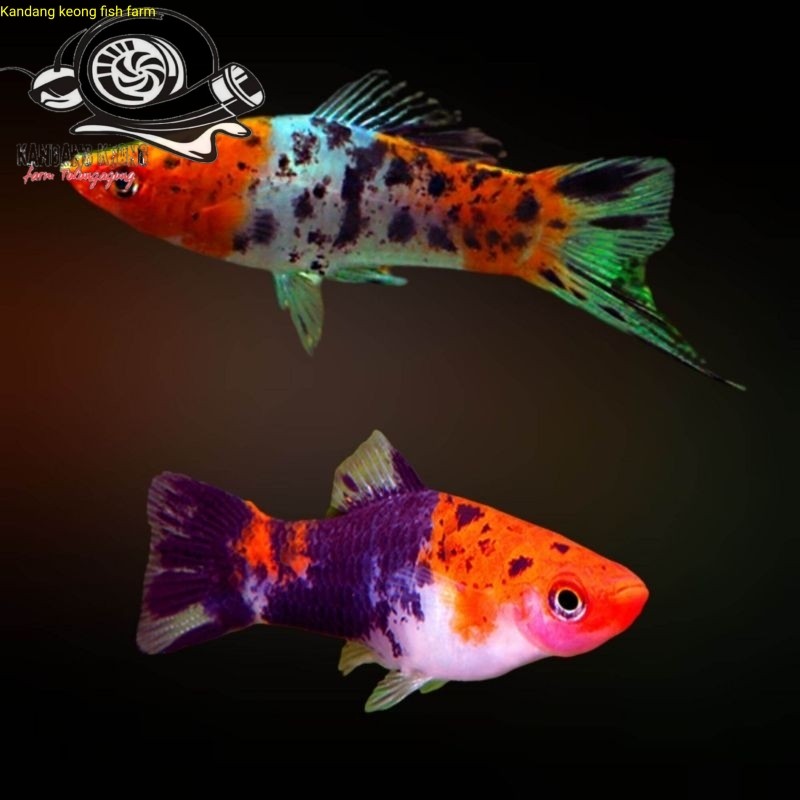 Aksesoris akuarium sanke swordtail cod bisa