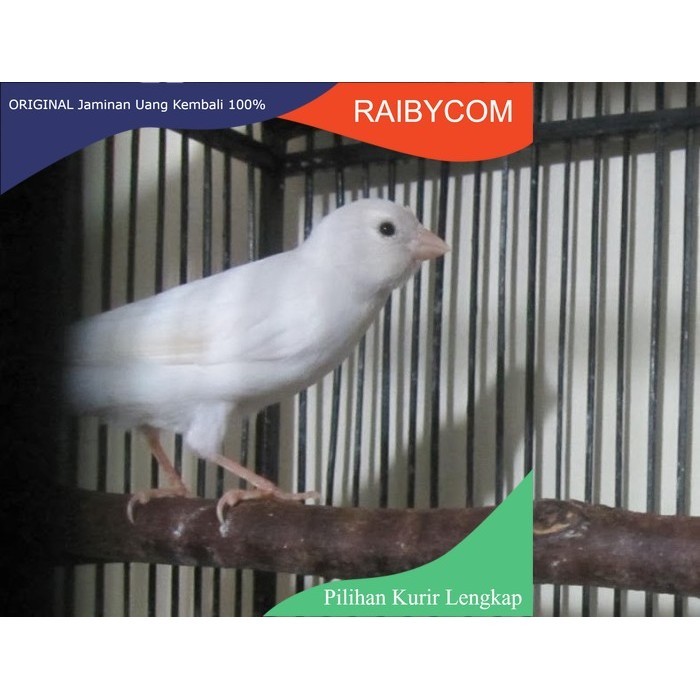 Burung Kenari Betina Siapan Ternak Putih Loper Lokal Super Warna Cerah