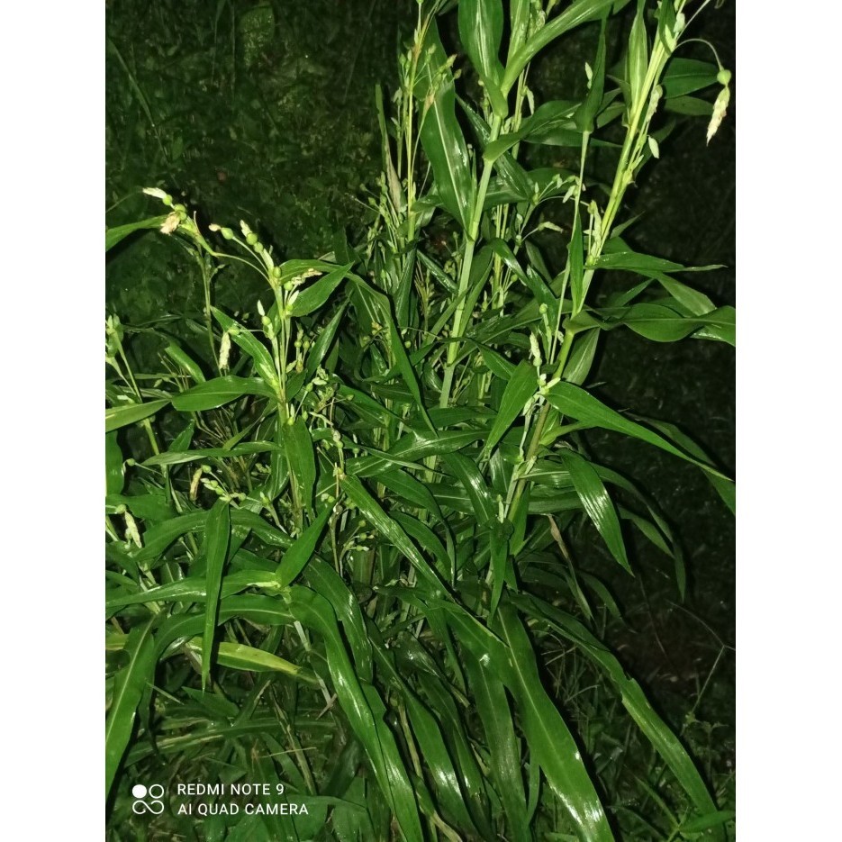 Bibit Pohon Hanjeli/Jali-Jali Siap tanam