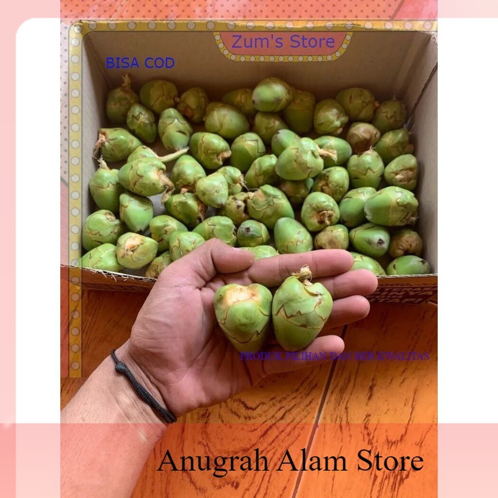 

Bisa COD Beluluk kelapa kecil ready stok untuk obat herbal