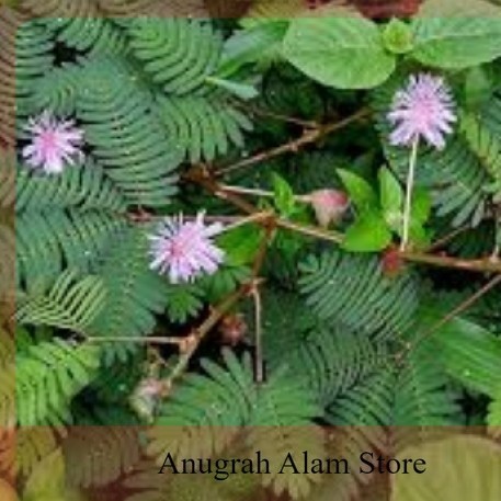 

terlaris daun putri malu segar~untuk meredakan rematik~150 gram
