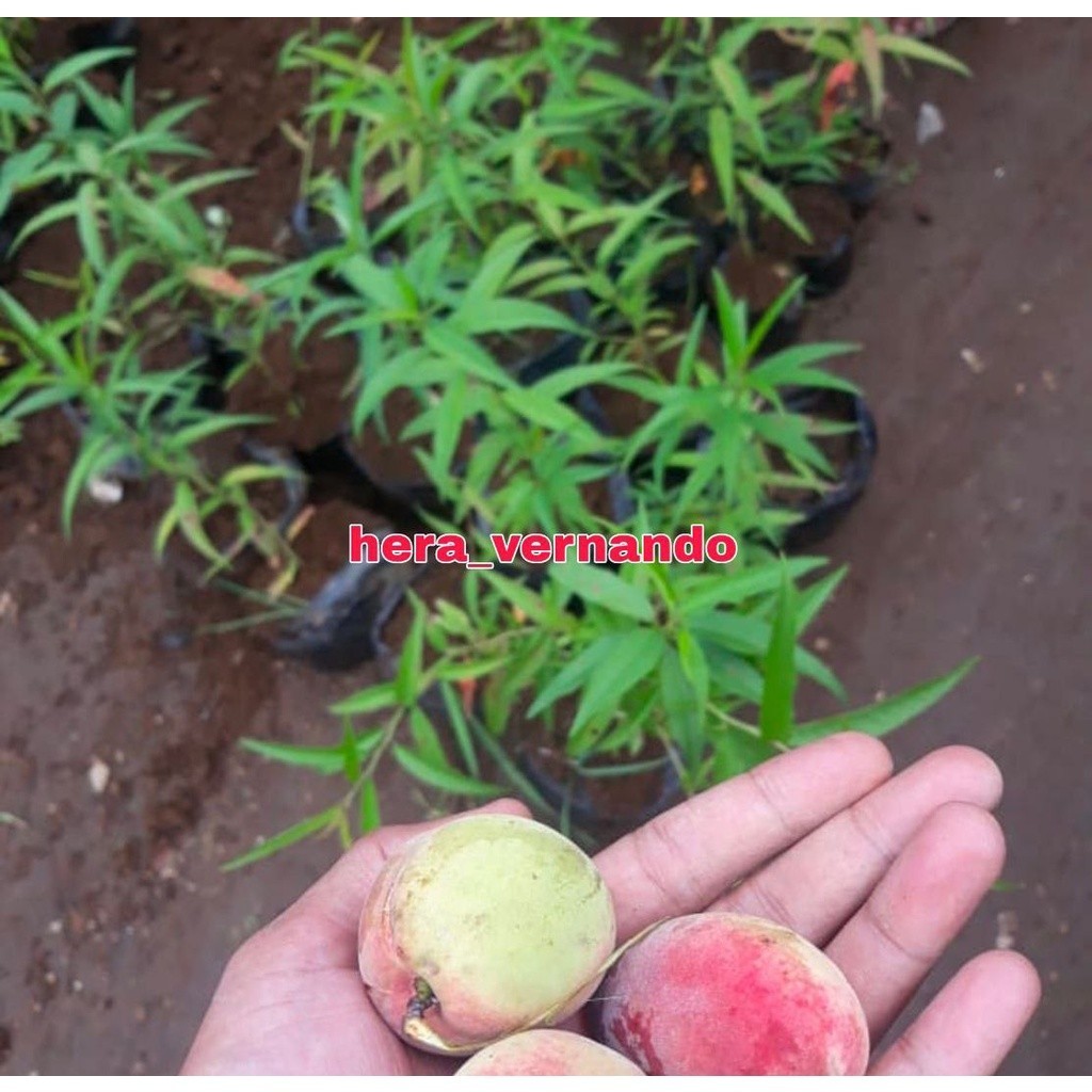 Bibit Buah Persik Super cepat berbuah