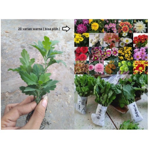 Bibit Bunga Krisan Aster 5cm Kualitas F1 10 pohon (bukan benih/biji)