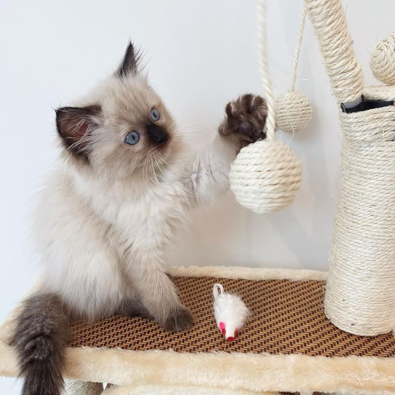 anakan kucing himalaya kitten sealpoint anak kucing kiten siam siamese ragdoll grade A bukan ragdoll