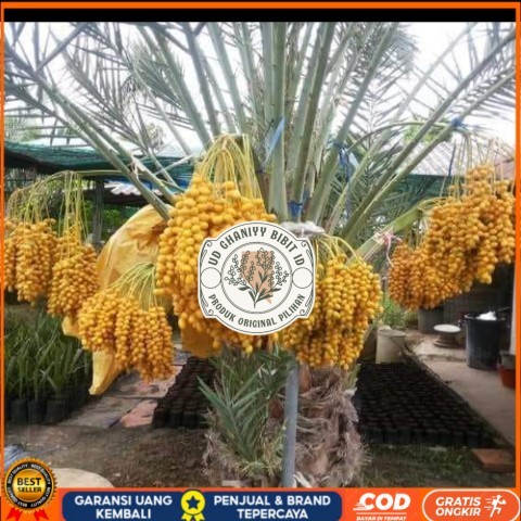 Bibit Pohon Kurma Tropis Jenis Ajwa / Bibit Buah Kurma Ajwa Asli Bibit Tanaman Super Unggul UD GHANI