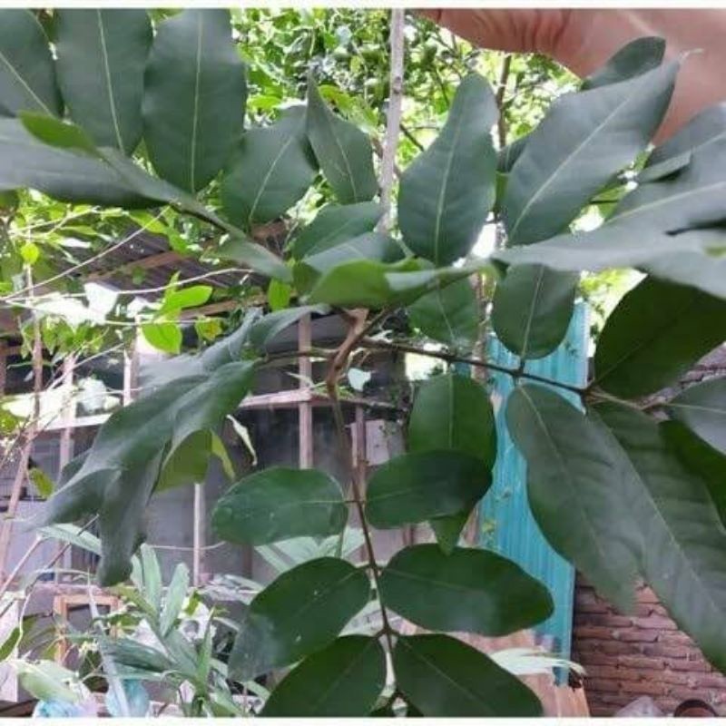 

daun klengkeng segar 500gram fresh