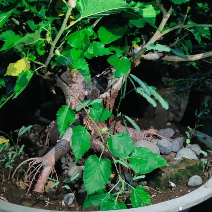 Tanaman Bonsai Besaran Berbuah Gratis Pot Ukuran 80cm Peking Kayu Free