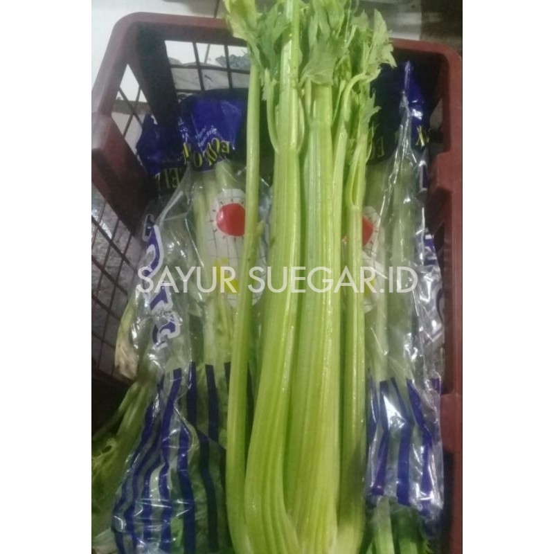 

celery stick import / seledri stick import segar 1 kg