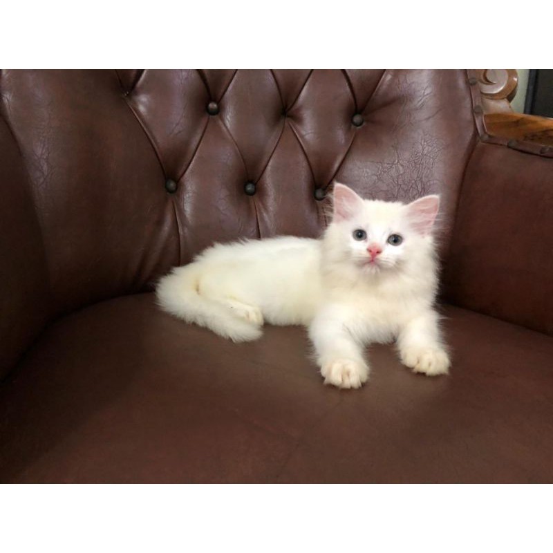 Promo diskon 65% kucing kitten ras persia himalaya anggora