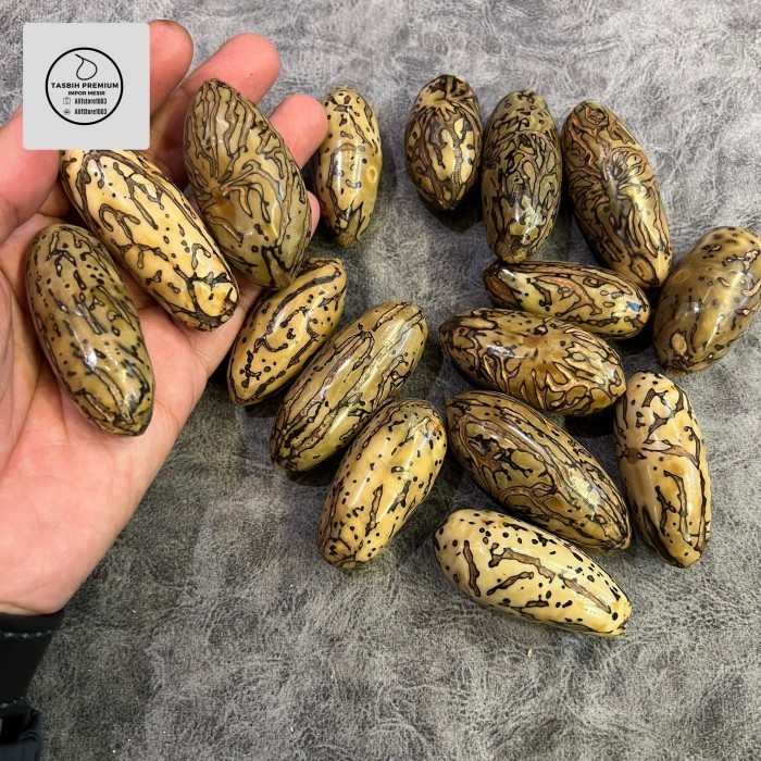 Biji oud sholib Asli mesir