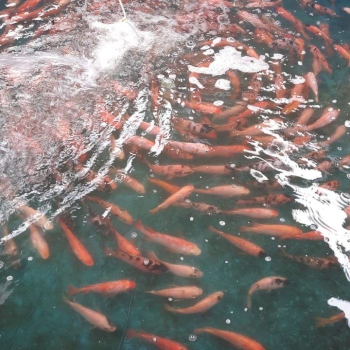 

ikan nila merah konsumsi hidup dan segar.
