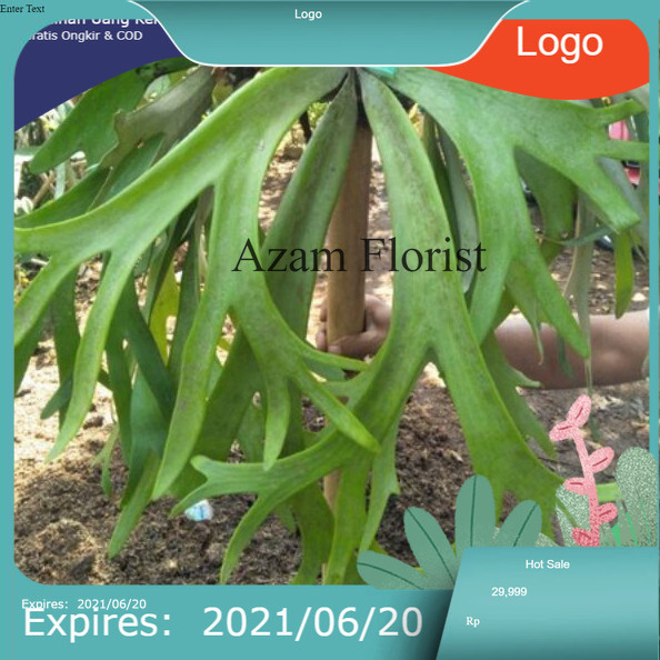 Tanaman Hias Tanduk Rusa, Tanduk Rusa