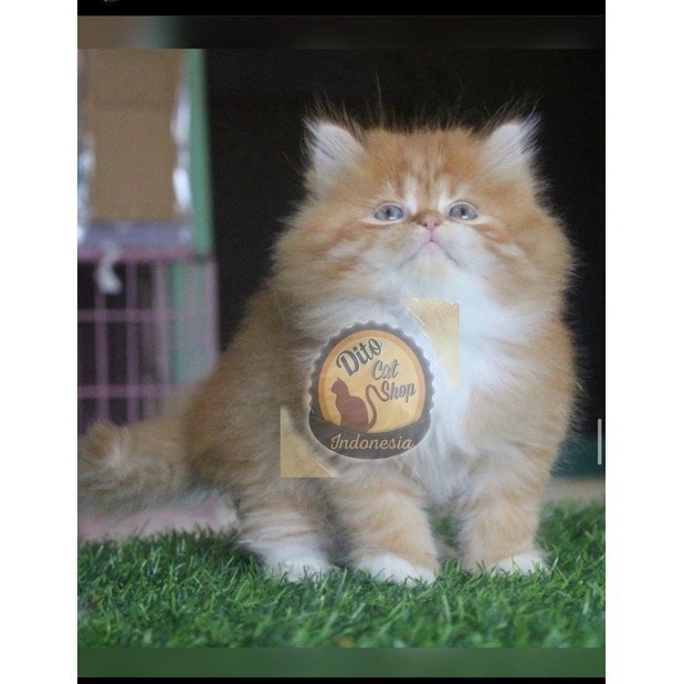 Kucing Persia Munchkin Anggora Ragdol Himalaya Kitten