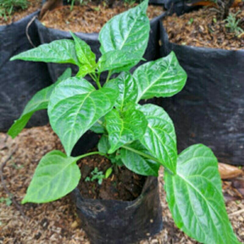 Tanaman Paprika
