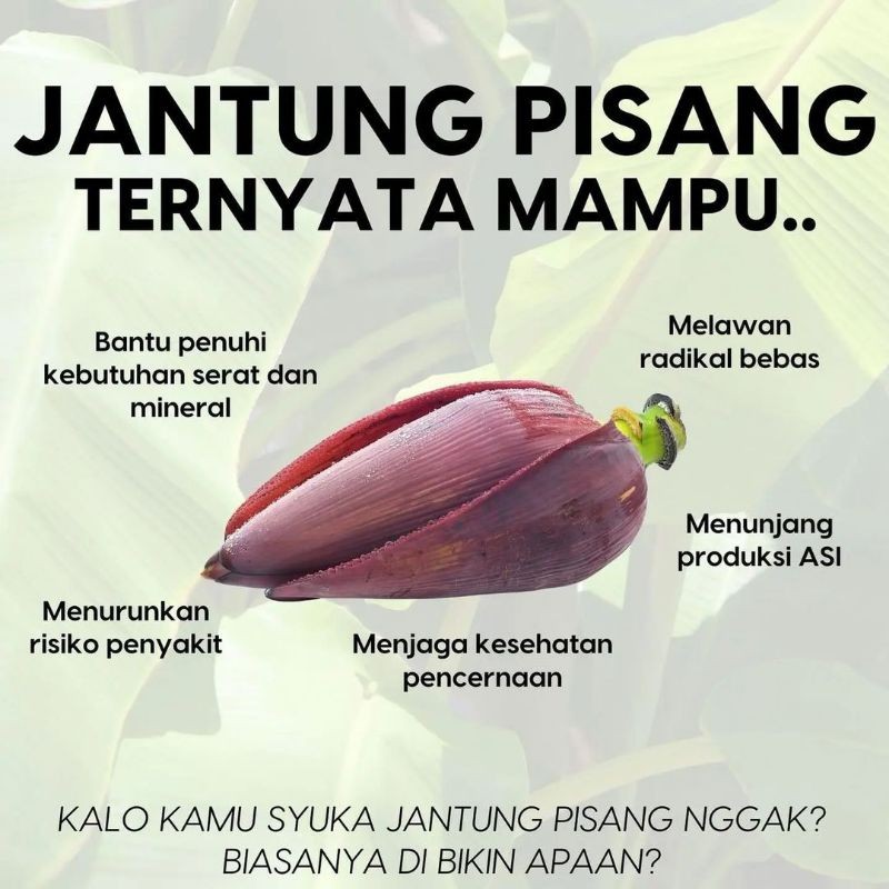 

jantung pisang jumbo