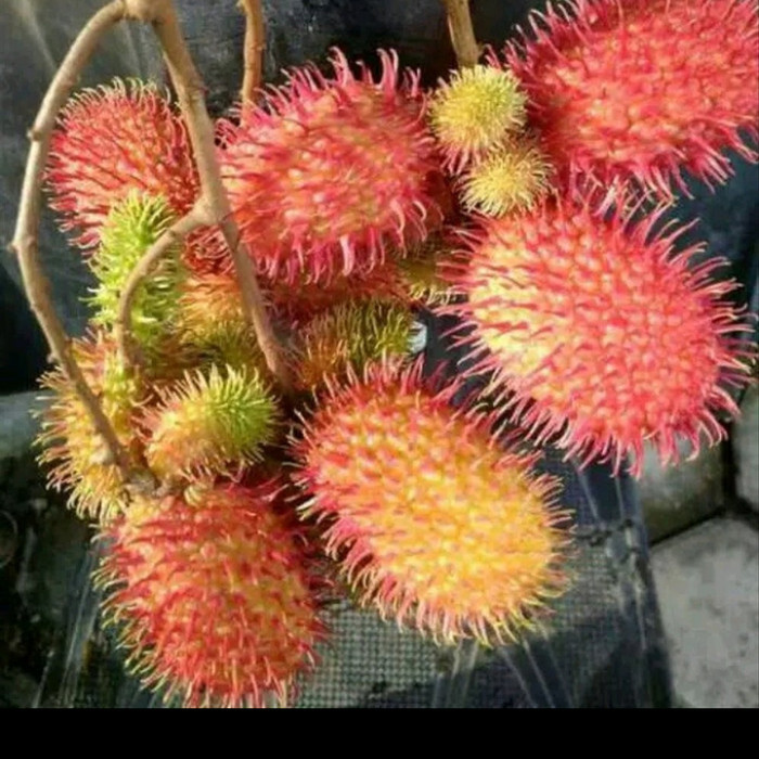 Bibit Rambutan Antalagi Unggul