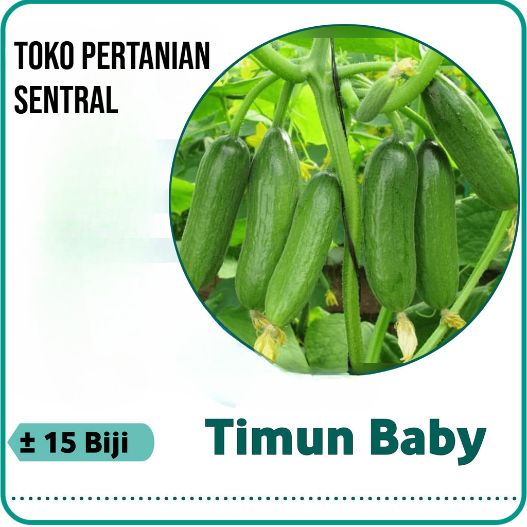 15 Biji - Benih Timun Baby Mentimun SEMI F1 - Bibit Pilihan Petani - Bibit Sayuran Benih Sayuran Tim