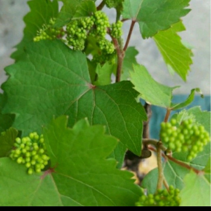 BIBIT TANAMAN BUAH ANGGUR BERBUNGA/ BIBIT ANGGUR BERBUNGA/BERBUAH ASLI