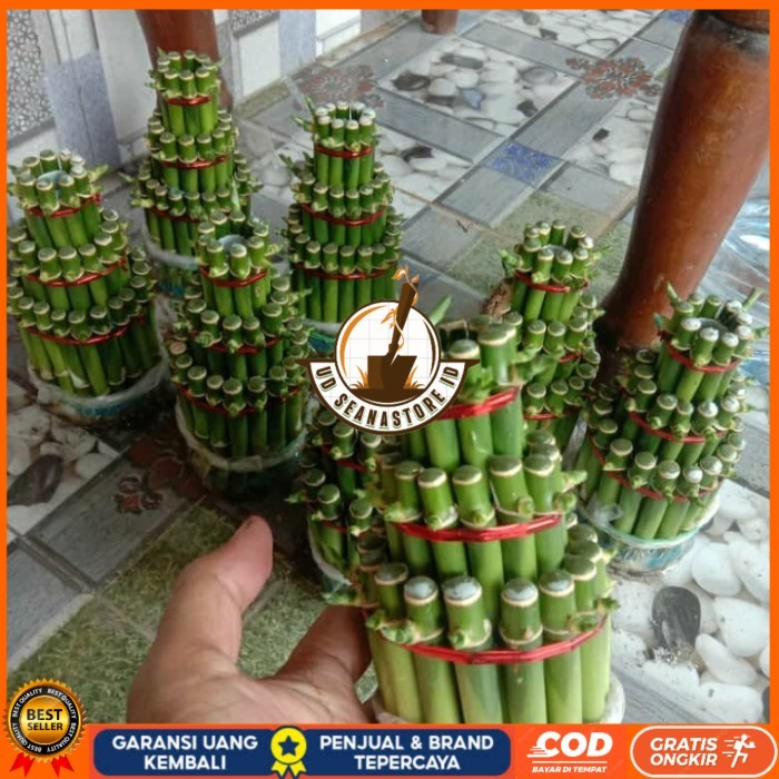 TANAMAN HIAS BAMBU HOKI/BAMBU REJEKI/ BAMBU HOKI MINI REALPICT Bibit Tanaman Super Unggul UD SEANAST