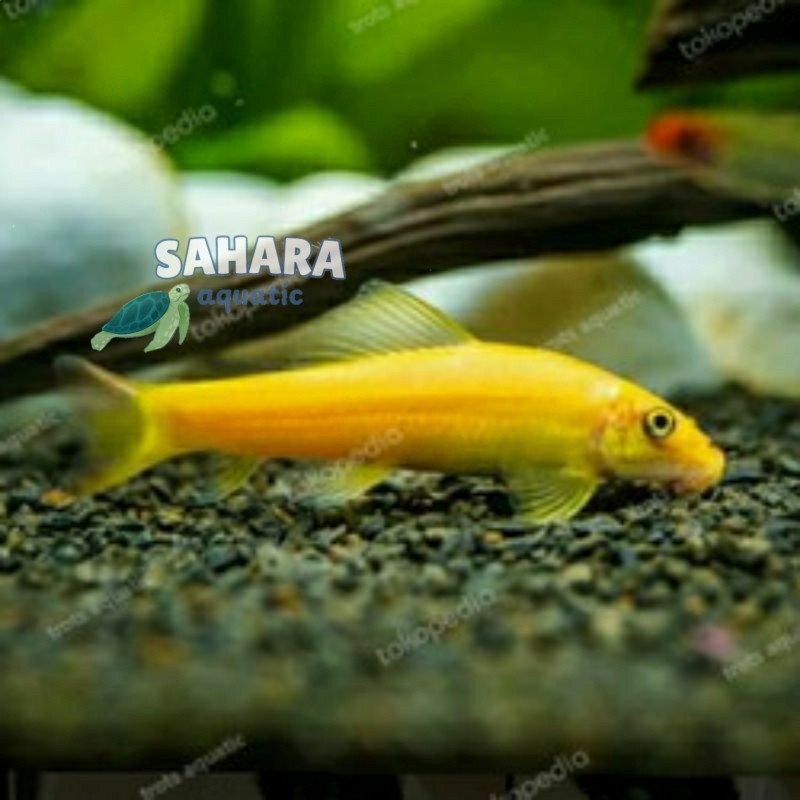 Perlengkapan akuarium ikan hias alga eater CAE / ikan pembersih akuarium pemakan lumut bergaransi