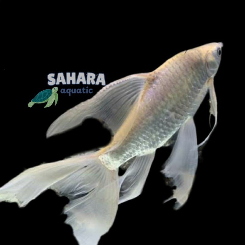 Perlengkapan akuarium Kafiat slayer ekor panjang bergaransi