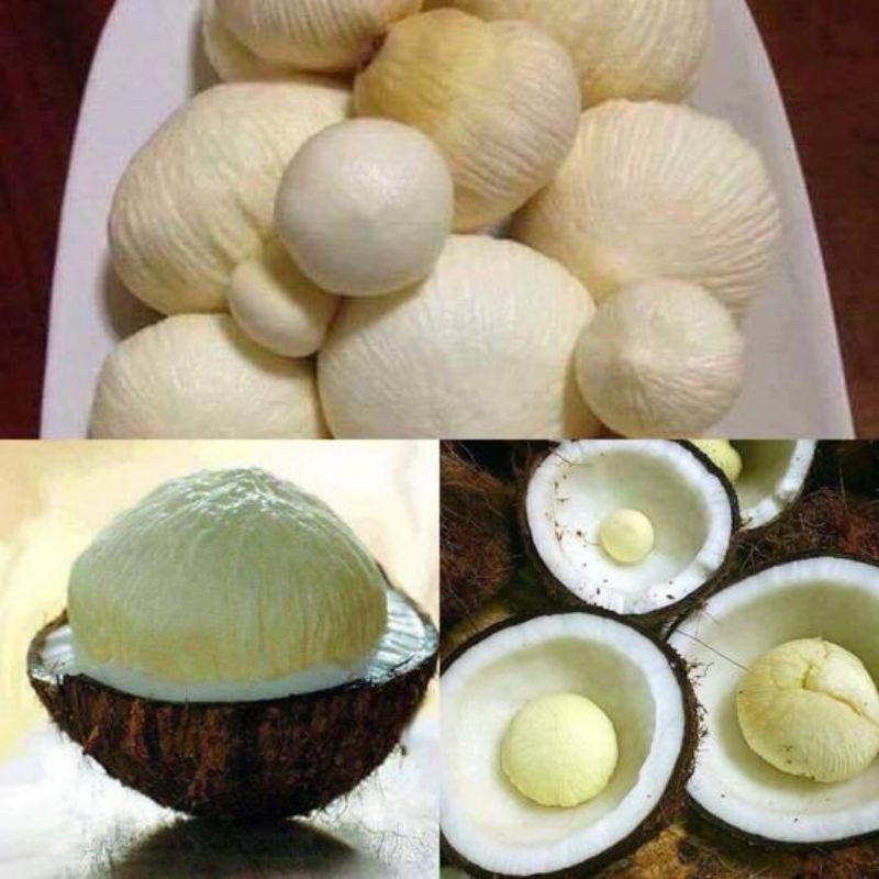 

kentos kelapa segar/1kg