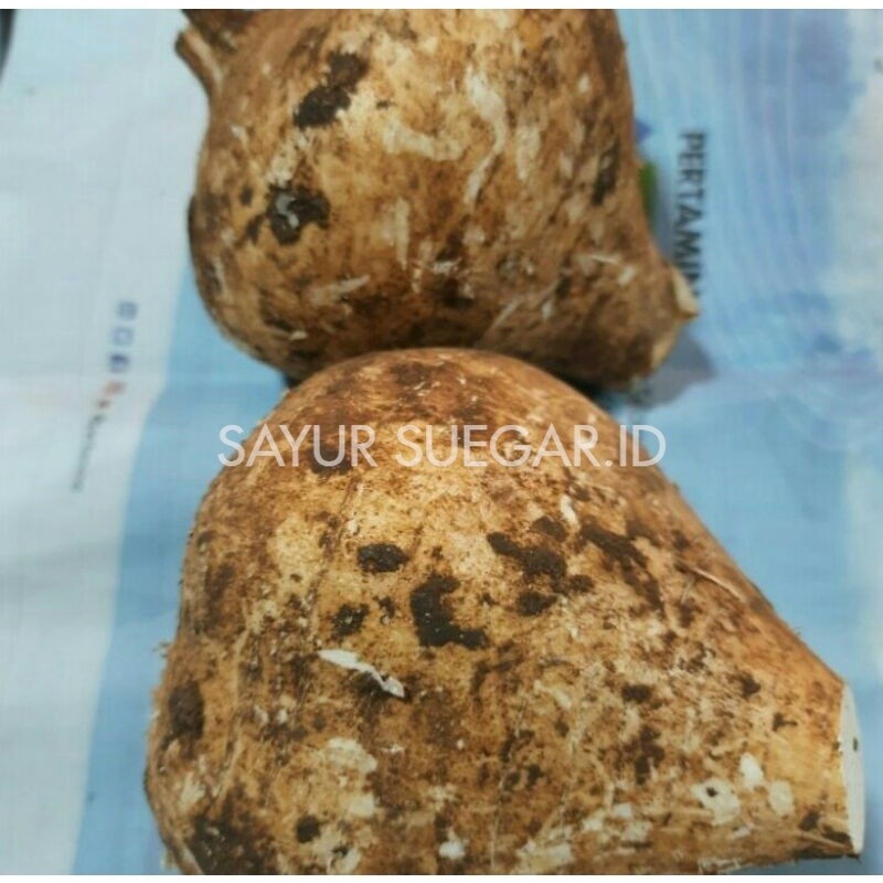 

bengkuang 1kg