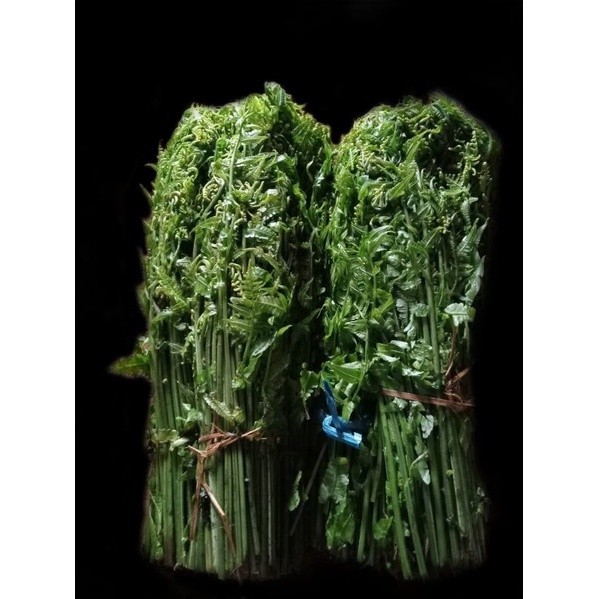 

Pakis Sayur segar Pakis Hutan 1kg