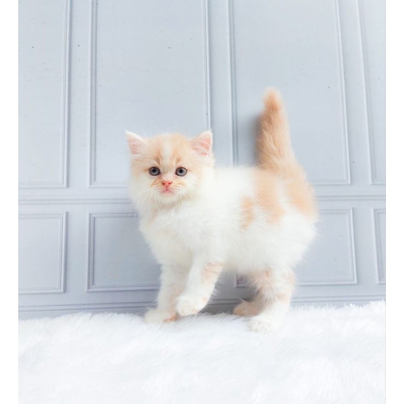 KUCING PERSIA/HIMALAYA/KUCING