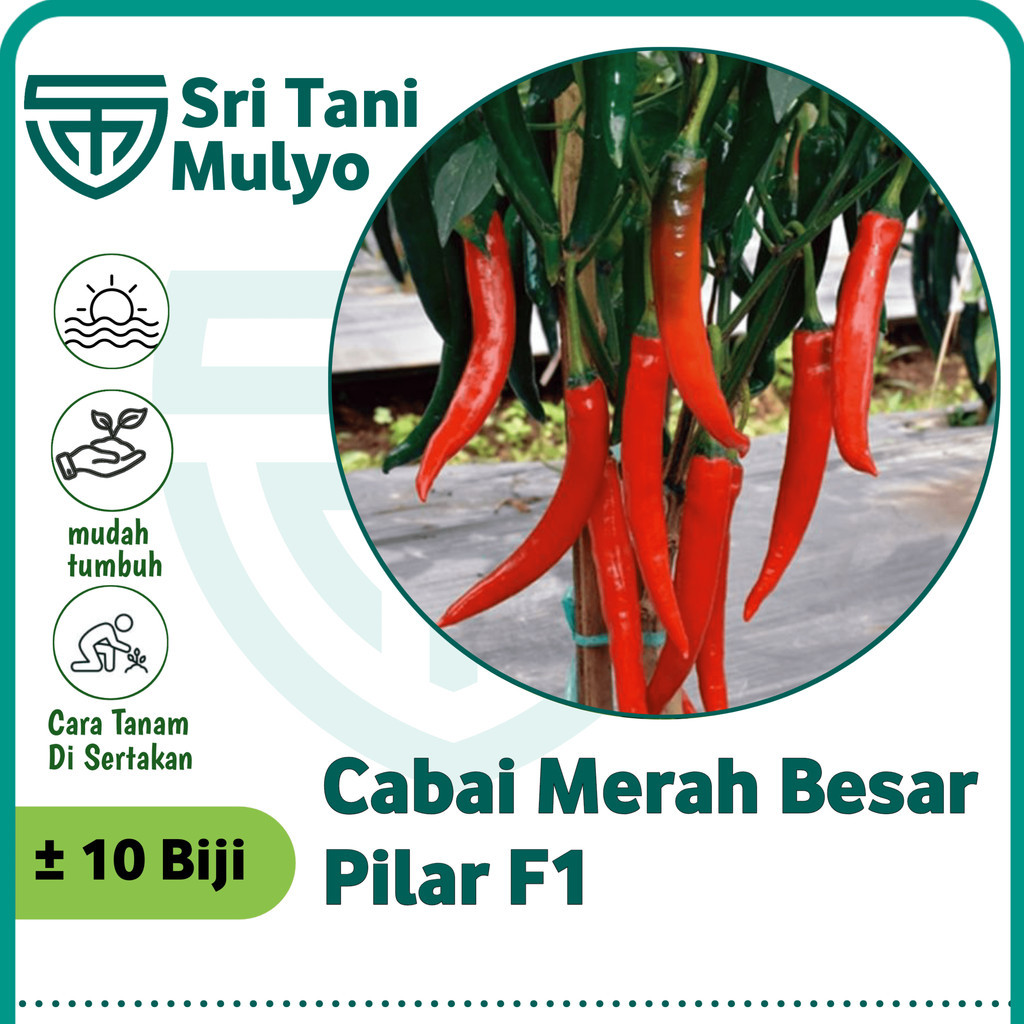 10 Biji benih biji Cabe Merah Besar PILAR F1 (tahan panas) Panex Darmais