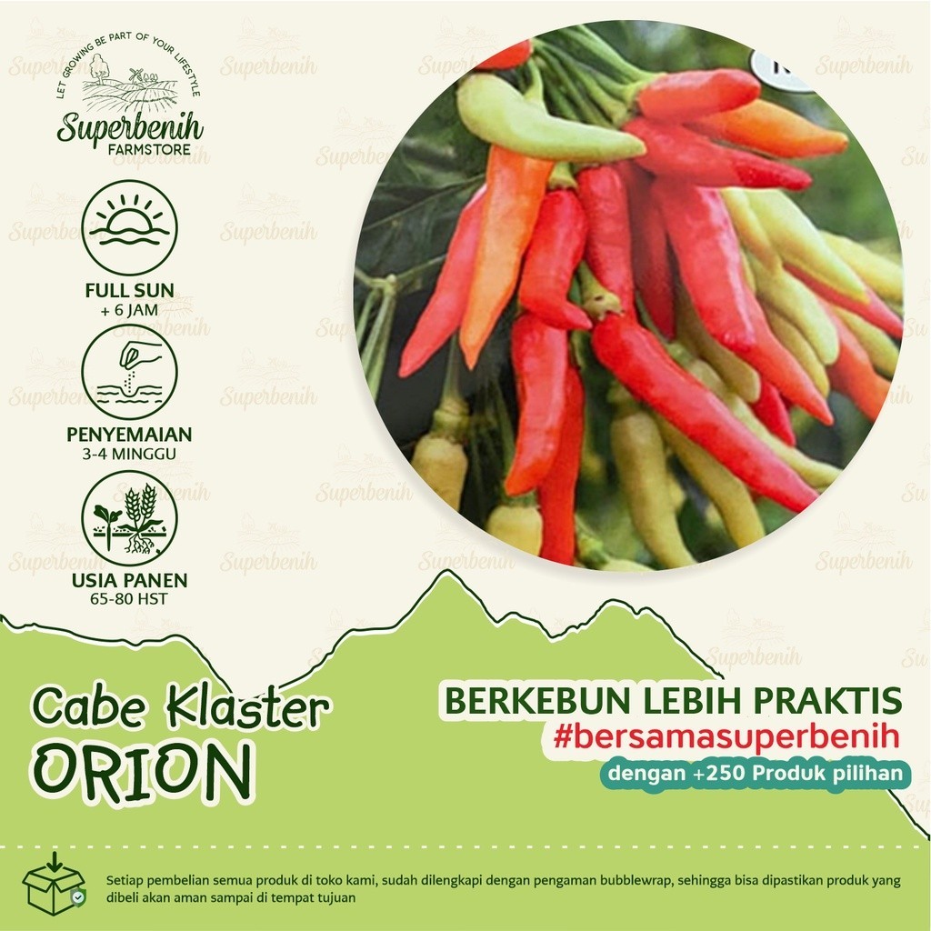 200 Biji Benih cabe rawit ORION buah bergerombol unggul