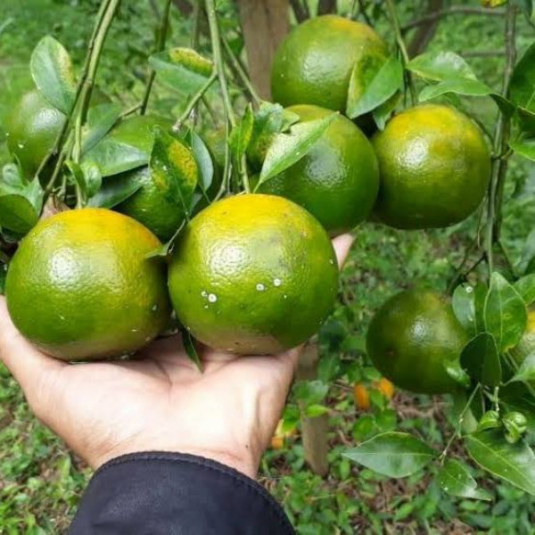( kondisi Berbuah ) bibit jeruk siyem madu manis cepat berbuah bibit jeruk siem madu bibit jeruk sia